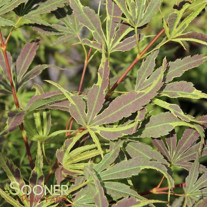 MANYO NO SATO UPRIGHT JAPANESE MAPLE 4 MANYO NO SATO UPRIGHT JAPANESE MAPLE - Image 2