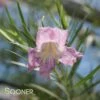 CONCHAS DAM PINK DESERT WILLOW 1 CONCHAS DAM PINK DESERT WILLOW -SOONER PLANT FARM Sales DETA 3026