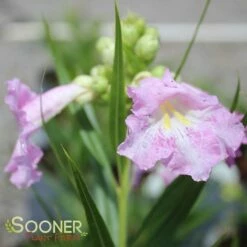 PARADISE DESERT WILLOW -SOONER PLANT FARM Sales DETA 3027