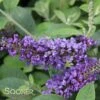 LO & BEHOLD® BLUE CHIP JR. BUTTERFLY BUSH 2 LO & BEHOLD® BLUE CHIP JR. BUTTERFLY BUSH -SOONER PLANT FARM Sales DETA 3061