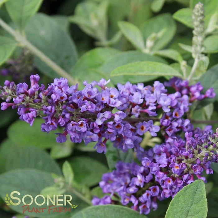 LO & BEHOLD® BLUE CHIP JR. BUTTERFLY BUSH 3 LO & BEHOLD® BLUE CHIP JR. BUTTERFLY BUSH