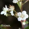 VIKING BLACK CHOKEBERRY 2 VIKING BLACK CHOKEBERRY -SOONER PLANT FARM Sales DETA 3072