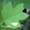 ARNOLD COLUMNAR TULIP TREE -SOONER PLANT FARM Sales DETA 3084