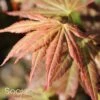 MIRTE UPRIGHT JAPANESE MAPLE 1 MIRTE UPRIGHT JAPANESE MAPLE -SOONER PLANT FARM Sales DETA 3090
