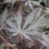 YASEMIN UPRIGHT JAPANESE MAPLE -SOONER PLANT FARM Sales DETA 3094