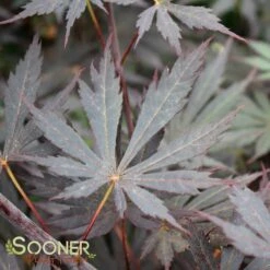 YASEMIN UPRIGHT JAPANESE MAPLE