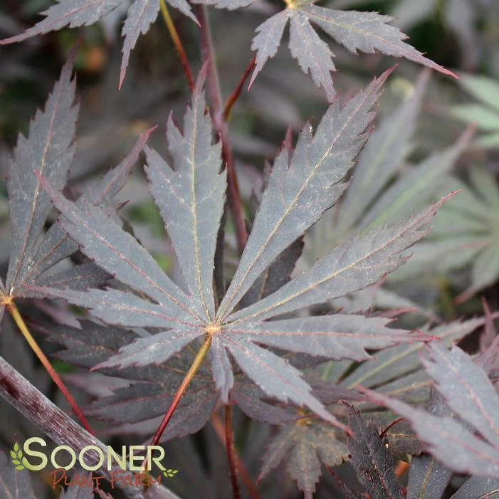 YASEMIN UPRIGHT JAPANESE MAPLE 3 YASEMIN UPRIGHT JAPANESE MAPLE