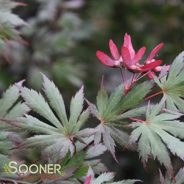 GLORIA UPRIGHT JAPANESE MAPLE 4 GLORIA UPRIGHT JAPANESE MAPLE - Image 2