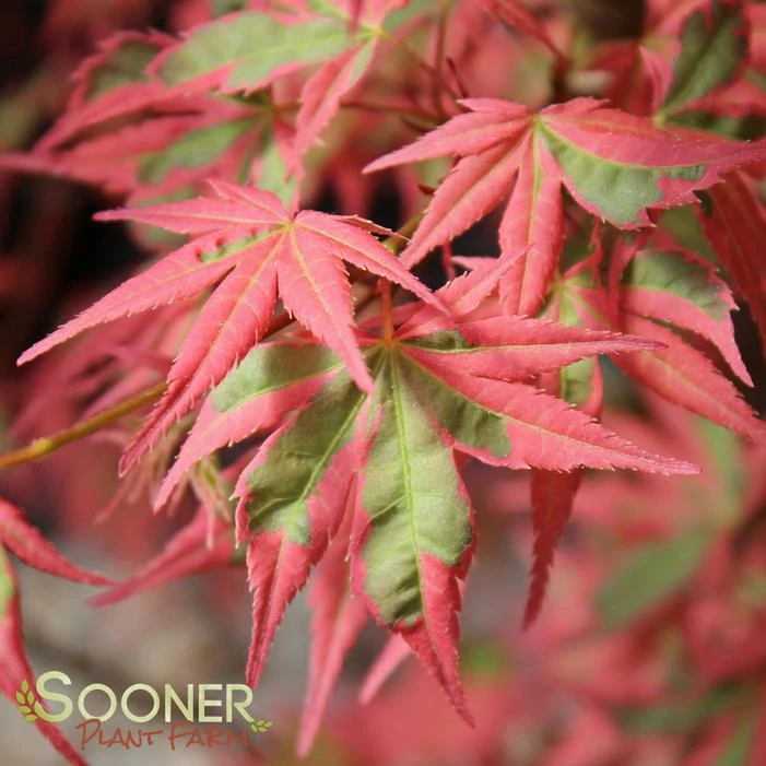 SHOJO NO MAI UPRIGHT JAPANESE MAPLE 4 SHOJO NO MAI UPRIGHT JAPANESE MAPLE - Image 2