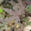 AMAGI SHIGURE UPRIGHT JAPANESE MAPLE 1 AMAGI SHIGURE UPRIGHT JAPANESE MAPLE -SOONER PLANT FARM Sales DETA 3100