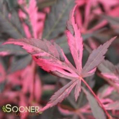 TAYLOR UPRIGHT JAPANESE MAPLE -SOONER PLANT FARM Sales DETA 3101