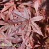 DRAGON TEARS™ WEEPING JAPANESE MAPLE 2 DRAGON TEARS™ WEEPING JAPANESE MAPLE -SOONER PLANT FARM Sales DETA 3118