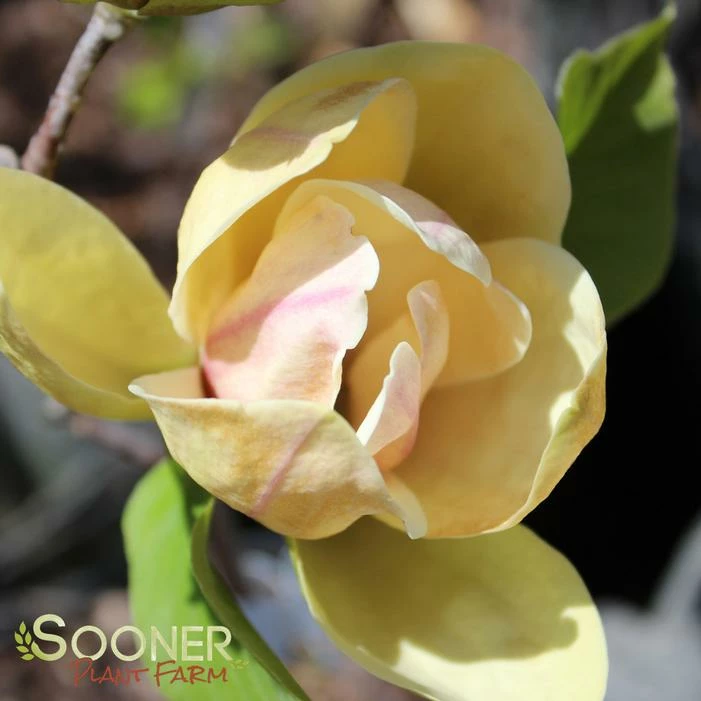 SUNSATION MAGNOLIA 4 SUNSATION MAGNOLIA - Image 2