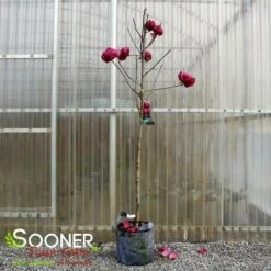BLACK TULIP® MAGNOLIA -SOONER PLANT FARM Sales DETA 3122