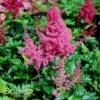 MONTGOMERY ASTILBE 1 MONTGOMERY ASTILBE -SOONER PLANT FARM Sales DETA 3123