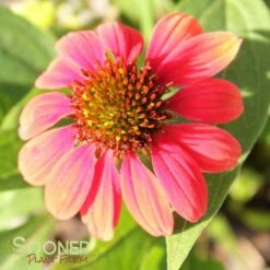 SOMBRERO® HOT CORAL CONEFLOWER 9 SOMBRERO® HOT CORAL CONEFLOWER -SOONER PLANT FARM Sales DETA 3128