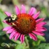 VINTAGE WINE CONEFLOWER 2 VINTAGE WINE CONEFLOWER -SOONER PLANT FARM Sales DETA 314