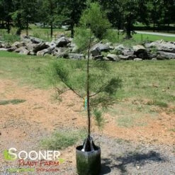DEBONAIR™ POND CYPRESS -SOONER PLANT FARM Sales DETA 3141