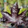 ROYAL RED NORWAY MAPLE 1 ROYAL RED NORWAY MAPLE -SOONER PLANT FARM Sales DETA 3144