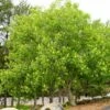 OHIO BUCKEYE -SOONER PLANT FARM Sales DETA 3145