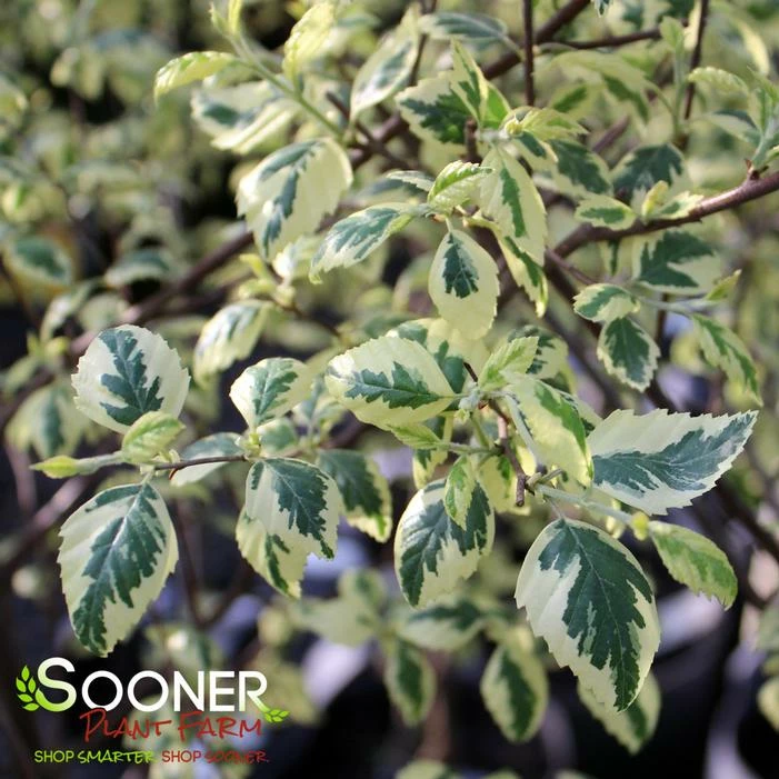 SHILOH SPLASH RIVER BIRCH 4 SHILOH SPLASH RIVER BIRCH - Image 2