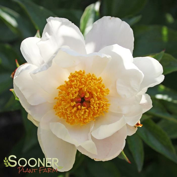 JAPANESE STEWARTIA 4 JAPANESE STEWARTIA - Image 2