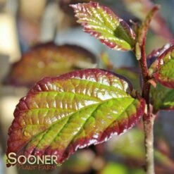 PERSIAN SPIRE™ IRONWOOD -SOONER PLANT FARM Sales DETA 3148