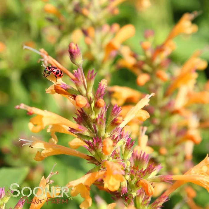 KUDOS™ GOLD HYSSOP 4 KUDOS™ GOLD HYSSOP - Image 2