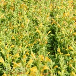 KUDOS™ YELLOW HYSSOP -SOONER PLANT FARM Sales DETA 3155