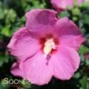 LIL' KIM® RED ALTHEA -SOONER PLANT FARM Sales DETA 3189