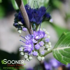 BEYOND MIDNIGHT® BLUEBEARD 5 BEYOND MIDNIGHT® BLUEBEARD -SOONER PLANT FARM Sales DETA 3192