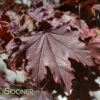 CRIMSON SENTRY NORWAY MAPLE 1 CRIMSON SENTRY NORWAY MAPLE -SOONER PLANT FARM Sales DETA 3205
