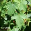 REDPOINTE® RED MAPLE 1 REDPOINTE® RED MAPLE -SOONER PLANT FARM Sales DETA 3206