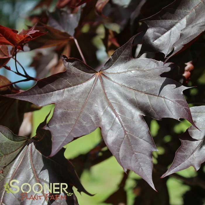 CRIMSON SUNSET® MAPLE 3 CRIMSON SUNSET® MAPLE