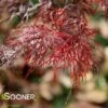 RED FILIGREE LACE WEEPING JAPANESE MAPLE -SOONER PLANT FARM Sales DETA 3260