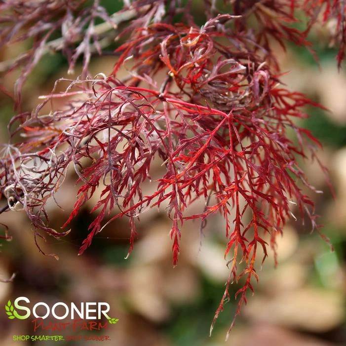 RED FILIGREE LACE WEEPING JAPANESE MAPLE 3 RED FILIGREE LACE WEEPING JAPANESE MAPLE