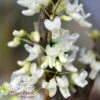 ROYAL WHITE REDBUD 2 ROYAL WHITE REDBUD -SOONER PLANT FARM Sales DETA 3334