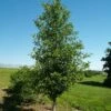 TUPELO TOWER™ BLACKGUM -SOONER PLANT FARM Sales DETA 3339