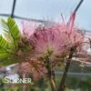 COLD HARDY MIMOSA -SOONER PLANT FARM Sales DETA 3341