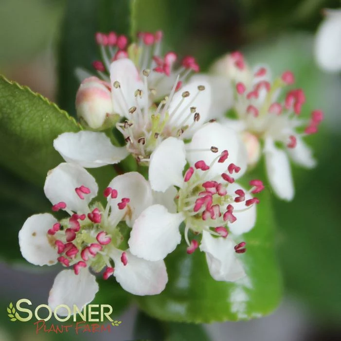 LOW SCAPE MOUND® CHOKEBERRY 3 LOW SCAPE MOUND® CHOKEBERRY