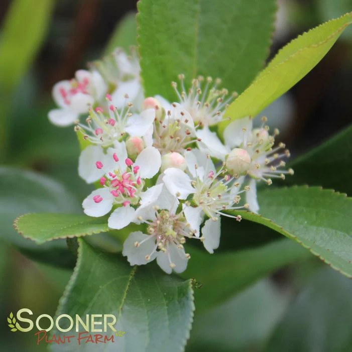 LOW SCAPE HEDGER® CHOKEBERRY 3 LOW SCAPE HEDGER® CHOKEBERRY