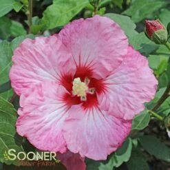 RUFFLED SATIN® ALTHEA 11 RUFFLED SATIN® ALTHEA -SOONER PLANT FARM Sales DETA 3352