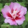 PURPLE PILLAR® ALTHEA -SOONER PLANT FARM Sales DETA 3353