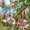 MARLEY'S PINK® WEEPING JAPANESE SNOWBELL -SOONER PLANT FARM Sales DETA 3379