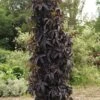 BLACK TOWER ELDERBERRY -SOONER PLANT FARM Sales DETA 3396