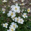 HONORINE JOBERT JAPANESE ANEMONE 1 HONORINE JOBERT JAPANESE ANEMONE -SOONER PLANT FARM Sales DETA 3407