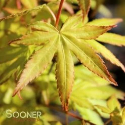 ORANGE DREAM UPRIGHT JAPANESE MAPLE 9 ORANGE DREAM UPRIGHT JAPANESE MAPLE -SOONER PLANT FARM Sales DETA 3415