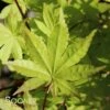 SUMMER GOLD UPRIGHT JAPANESE MAPLE 1 SUMMER GOLD UPRIGHT JAPANESE MAPLE -SOONER PLANT FARM Sales DETA 3417