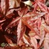DESHOJO UPRIGHT JAPANESE MAPLE -SOONER PLANT FARM Sales DETA 3423
