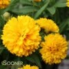 SOLANNA™ GOLDEN BALL TICKSEED 1 SOLANNA™ GOLDEN BALL TICKSEED -SOONER PLANT FARM Sales DETA 3457